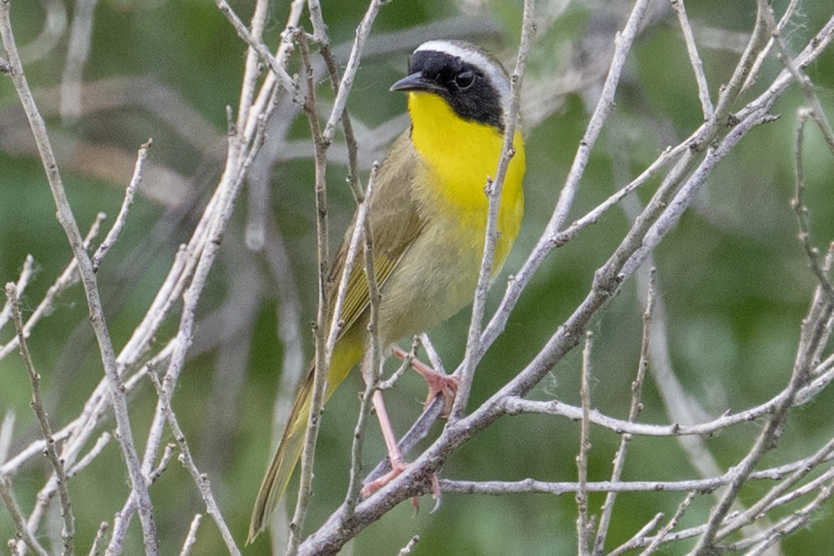 Common Yellowthroat - ML638655812