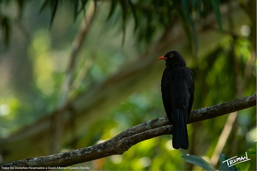 Glossy-black Thrush - ML638655820