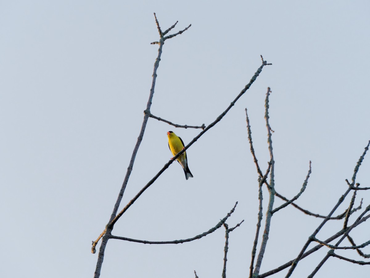 American Goldfinch - ML638655852