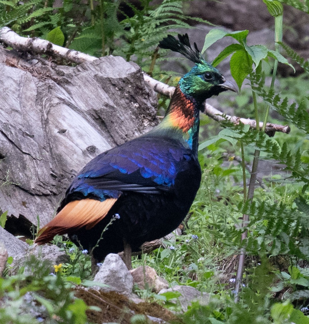 Himalayan Monal - ML638655855