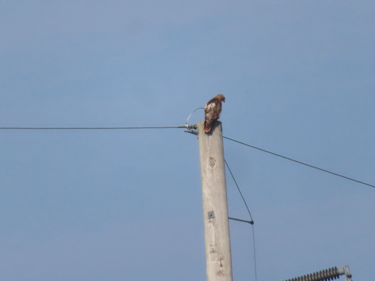 Red-tailed Hawk - ML638655859