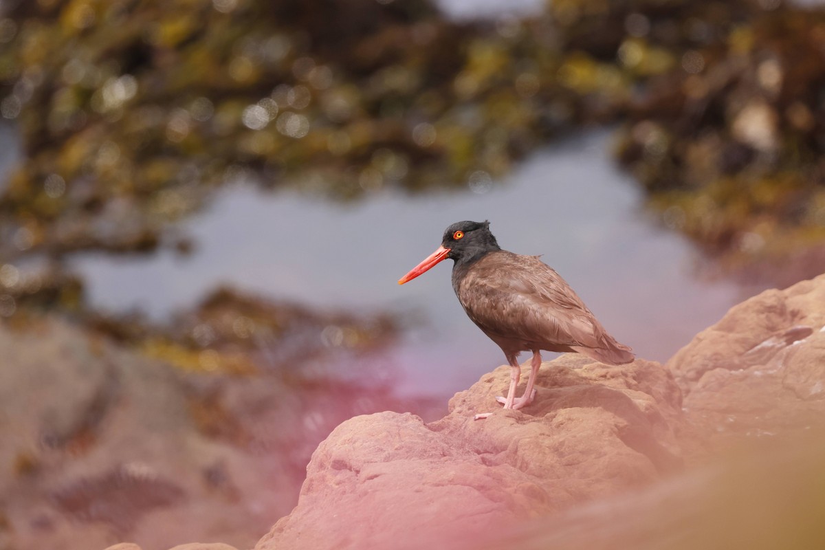 Black Oystercatcher - ML638655860