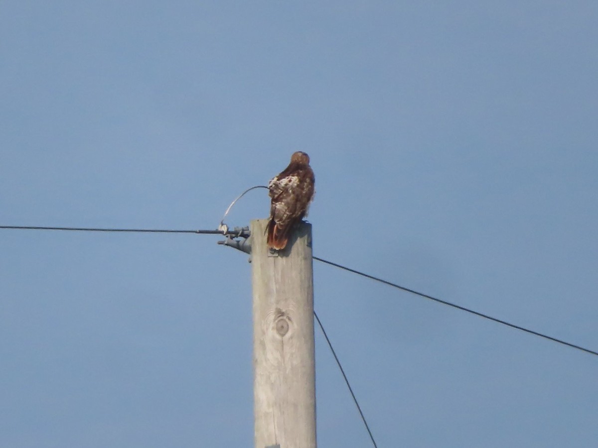 Red-tailed Hawk - ML638655864