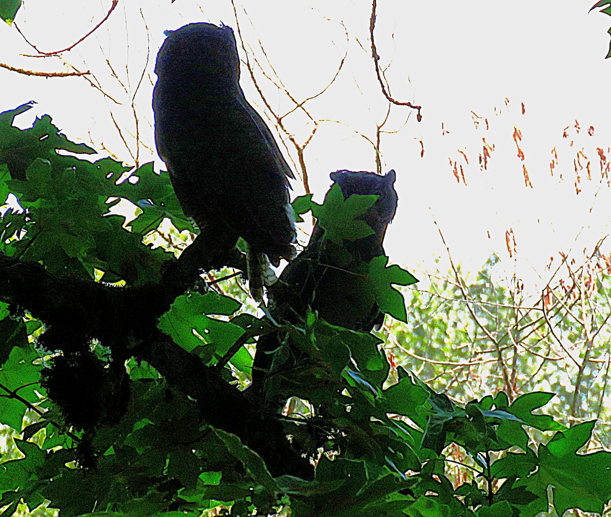Great Horned Owl - ML638655882