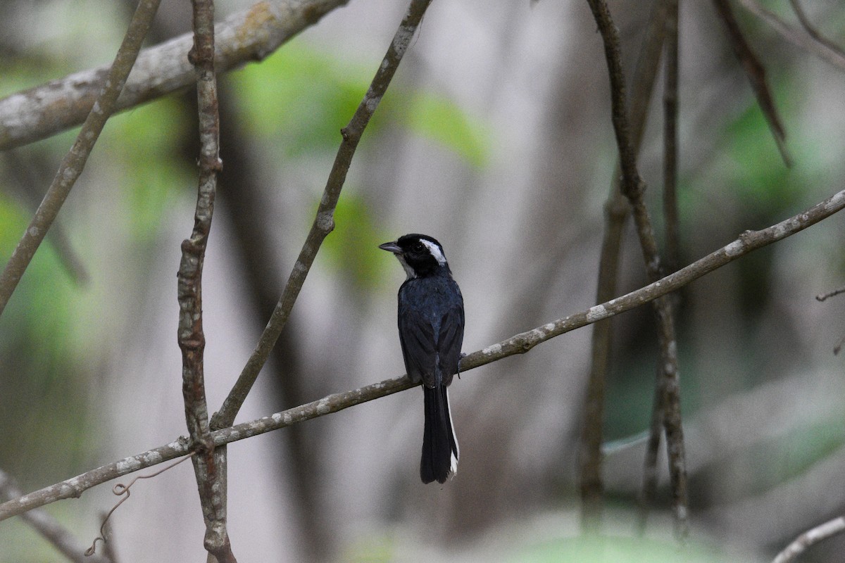 Red-breasted Chat - ML638655899