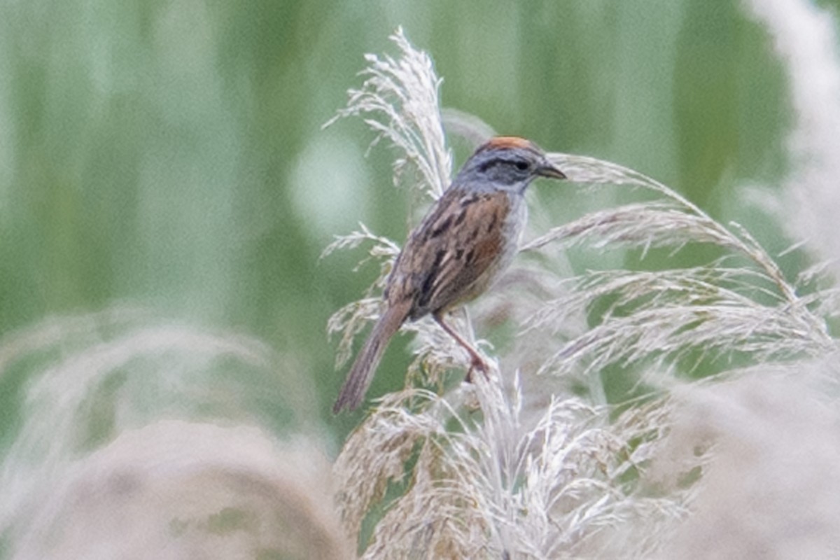 Swamp Sparrow - ML638655903