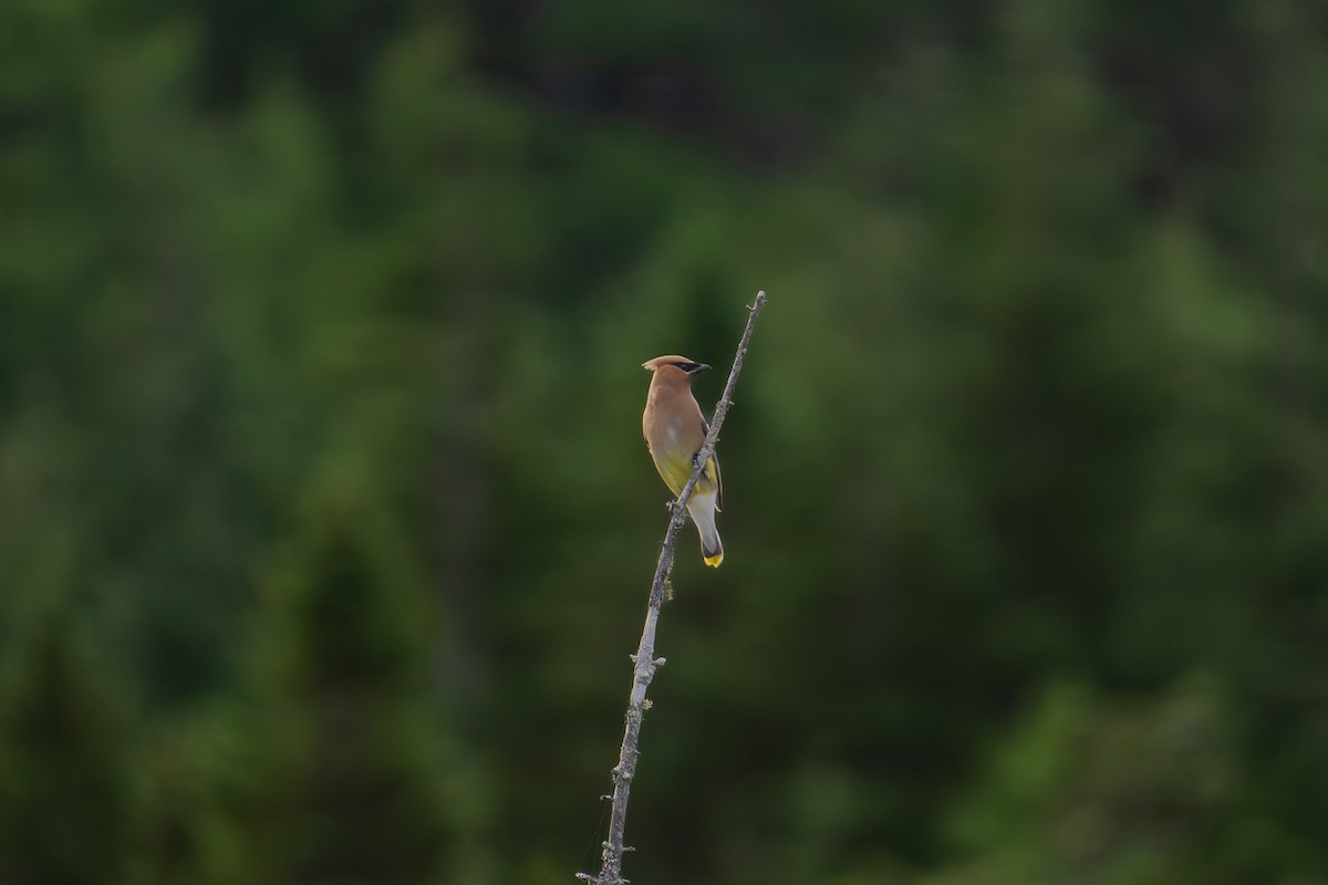 Cedar Waxwing - ML638655904