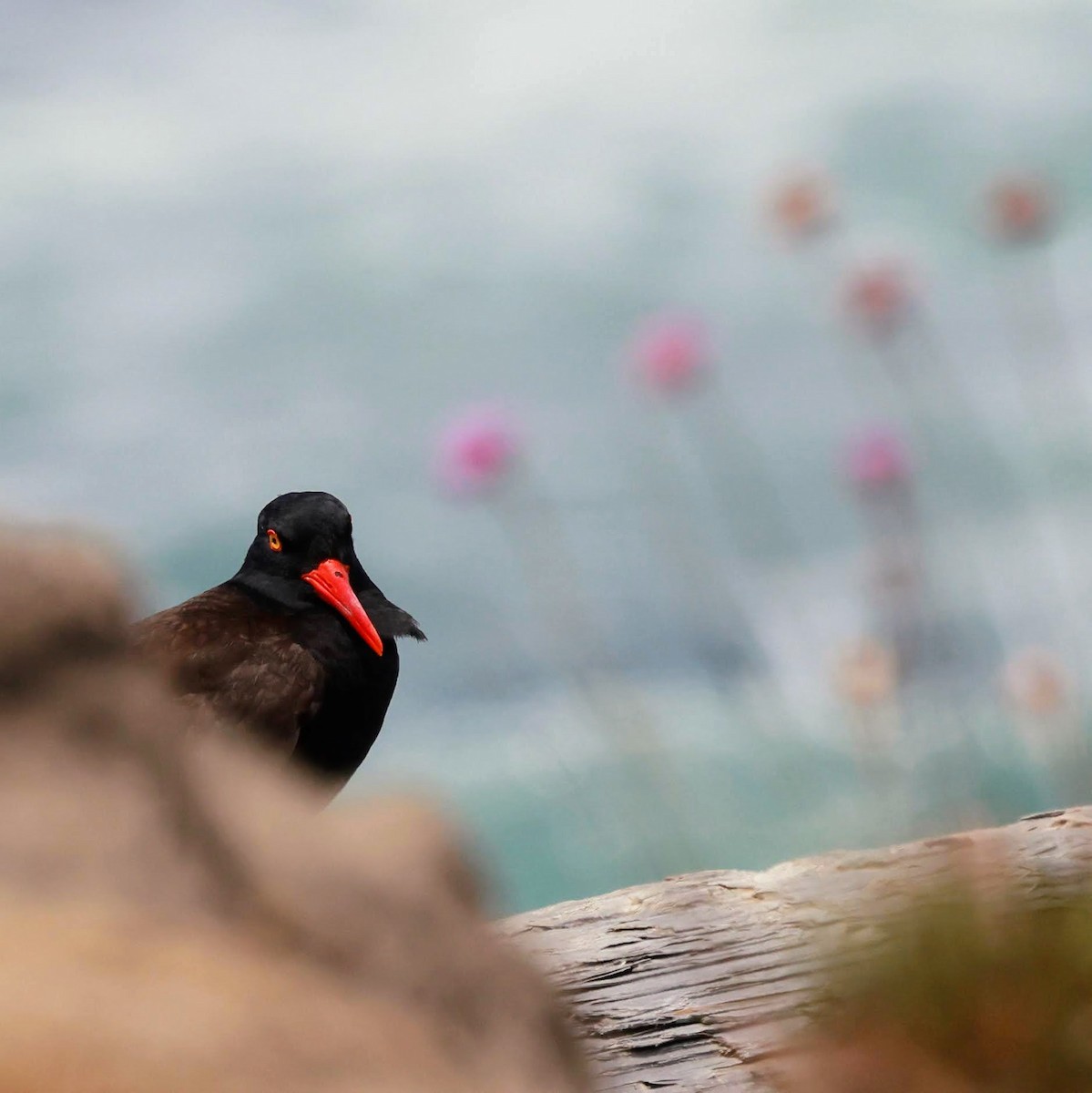 Black Oystercatcher - ML638655909