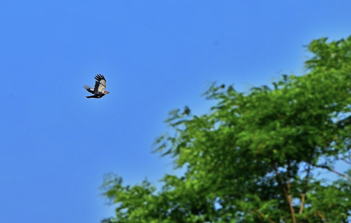 Pileated Woodpecker - ML638655911