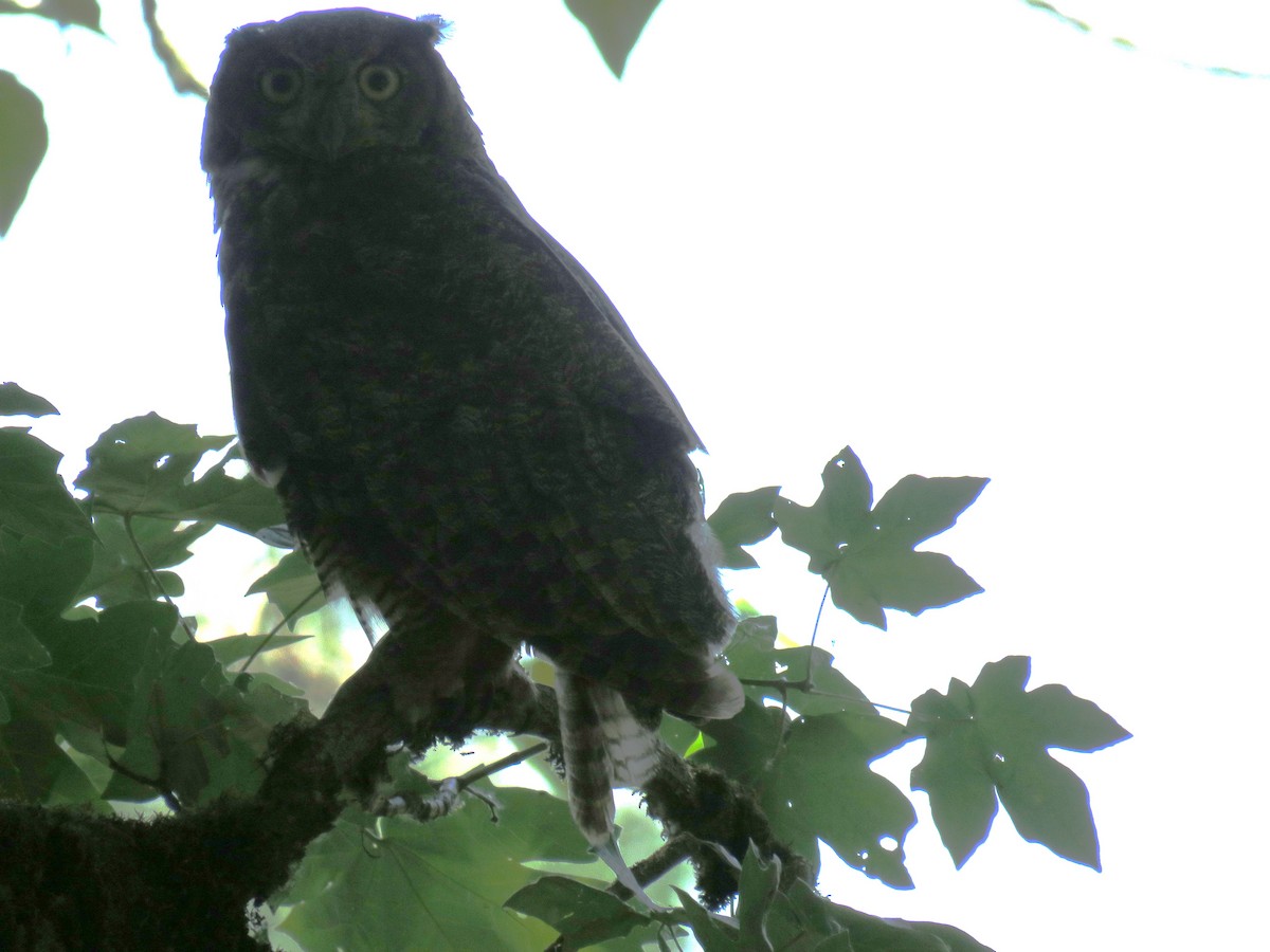 Great Horned Owl - ML638655915