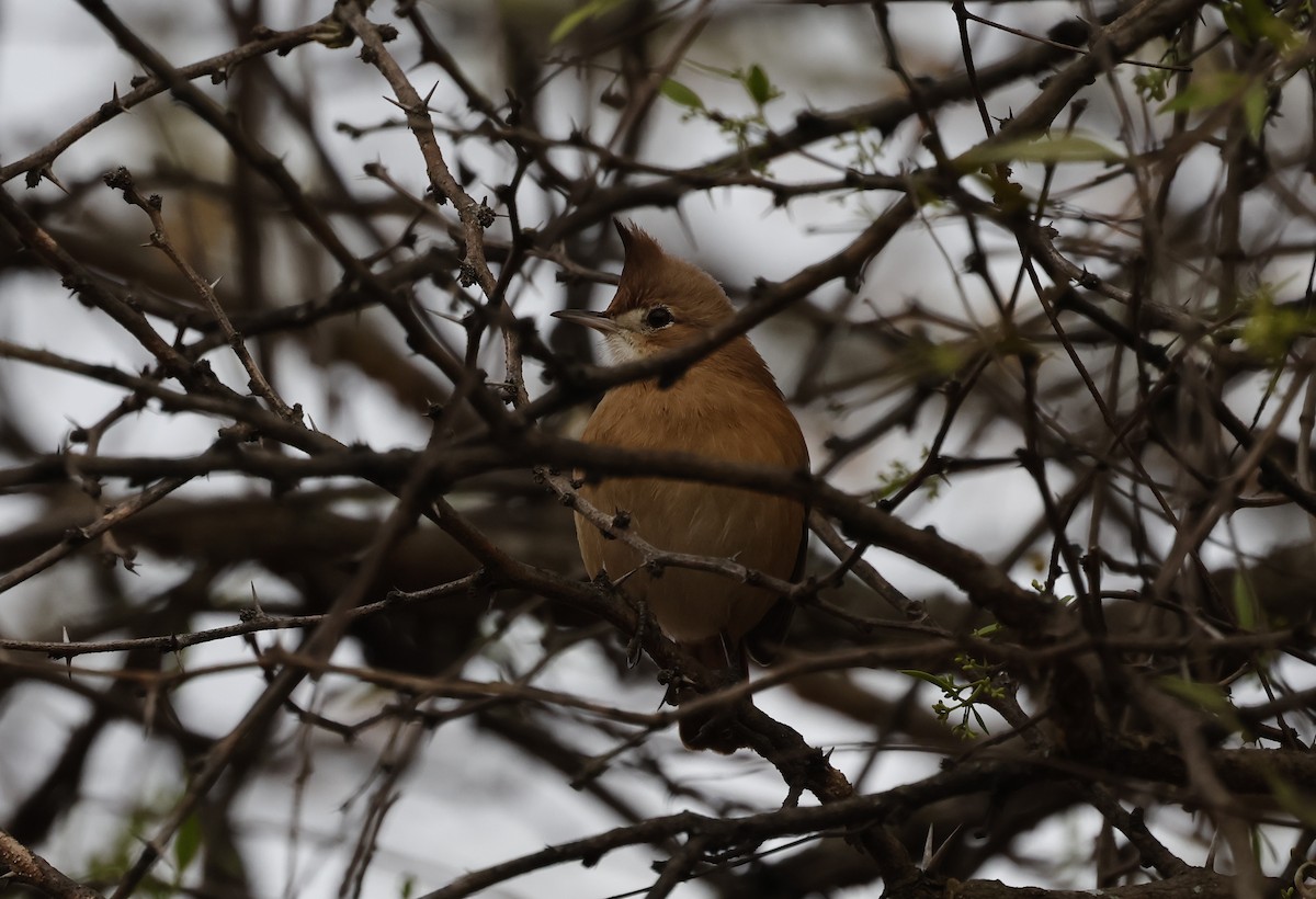 Crested Hornero - ML638655920