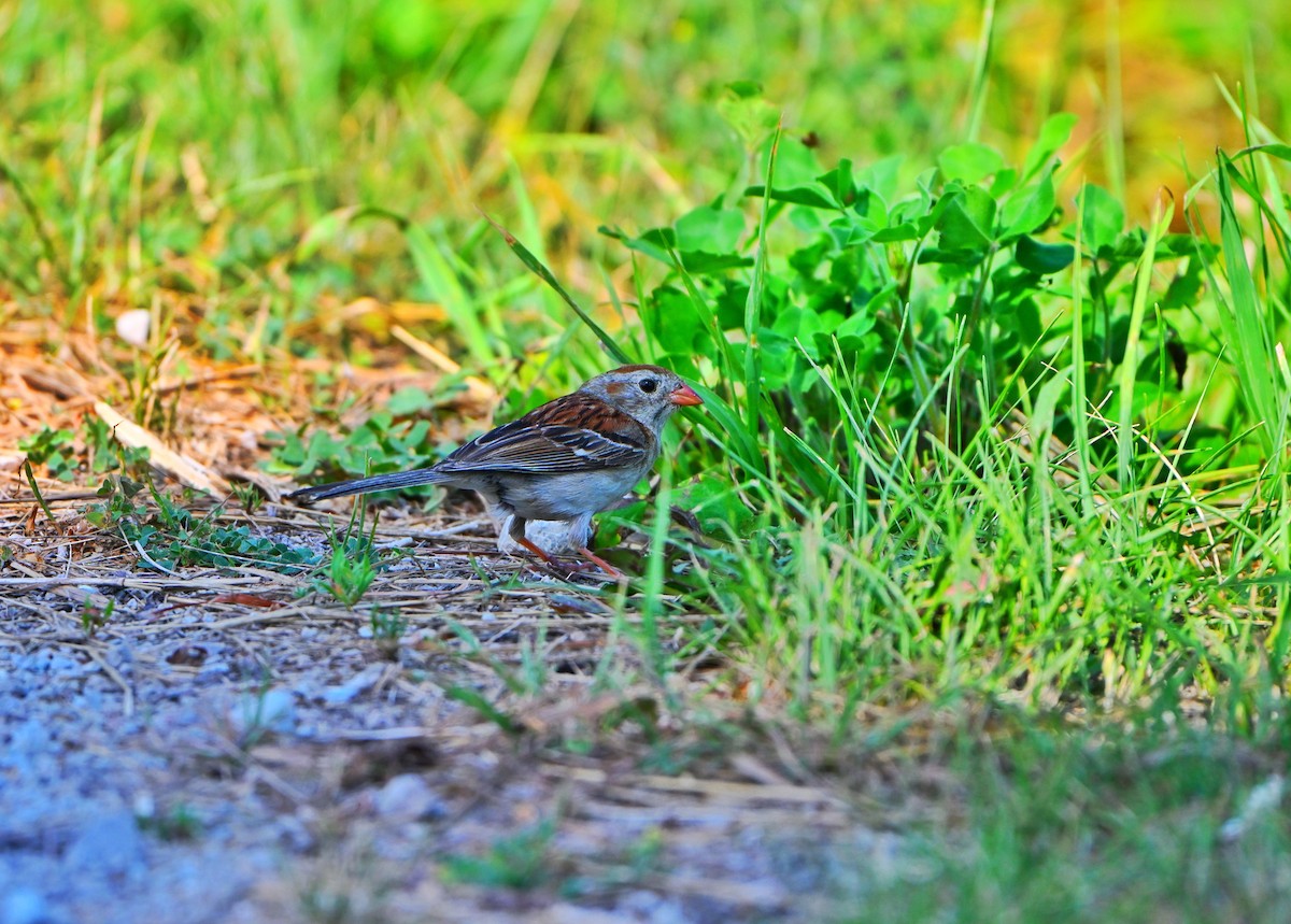 Field Sparrow - ML638655928