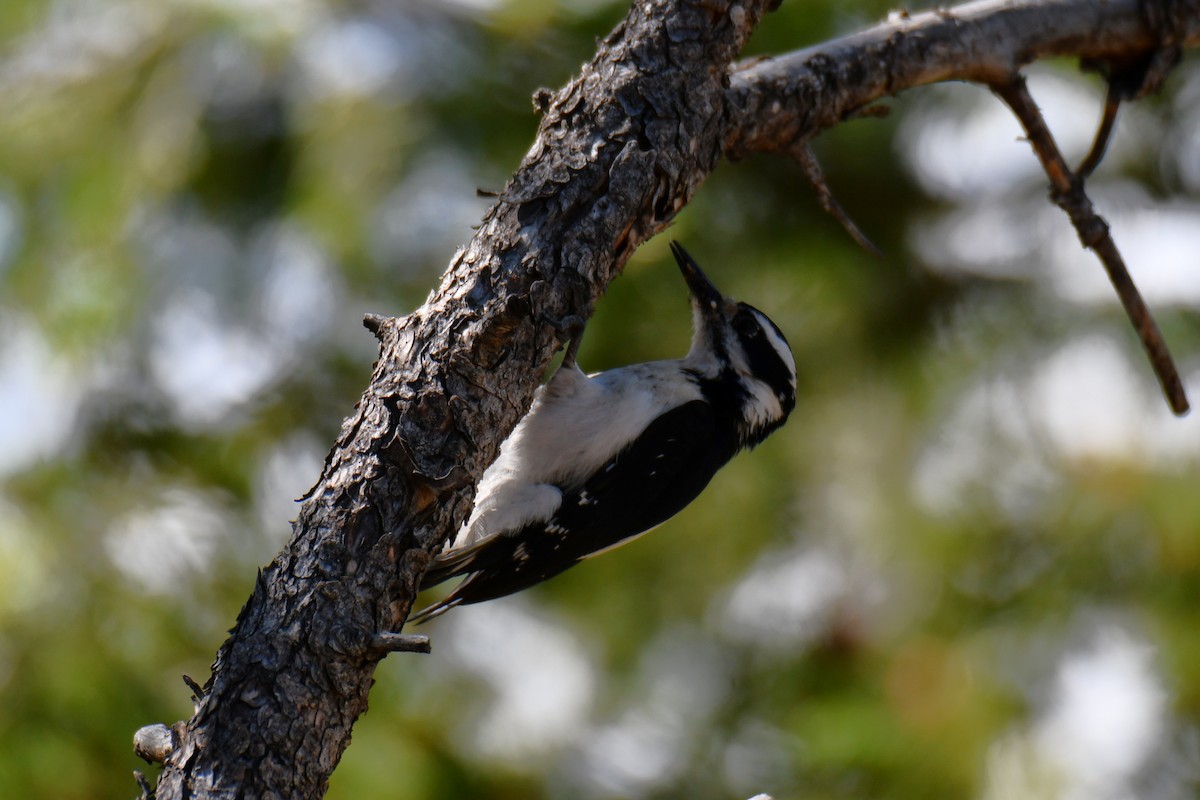 Hairy Woodpecker - ML638655930