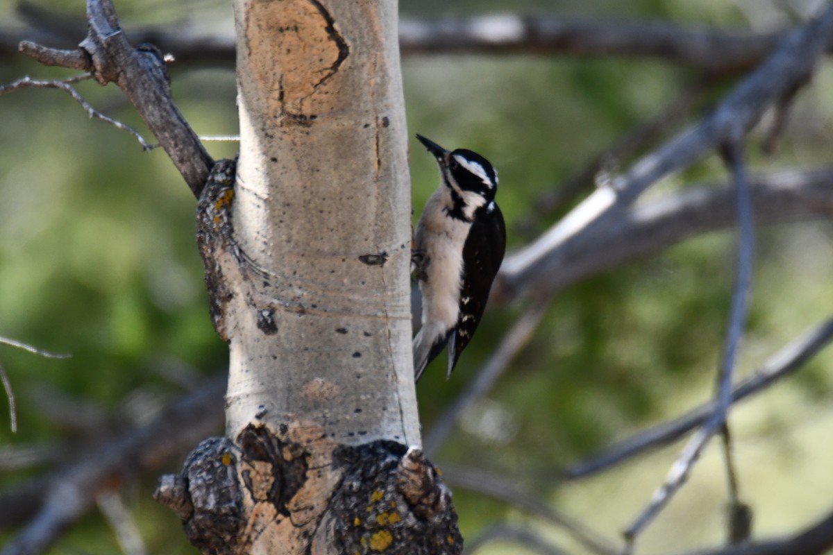 Hairy Woodpecker - ML638655931