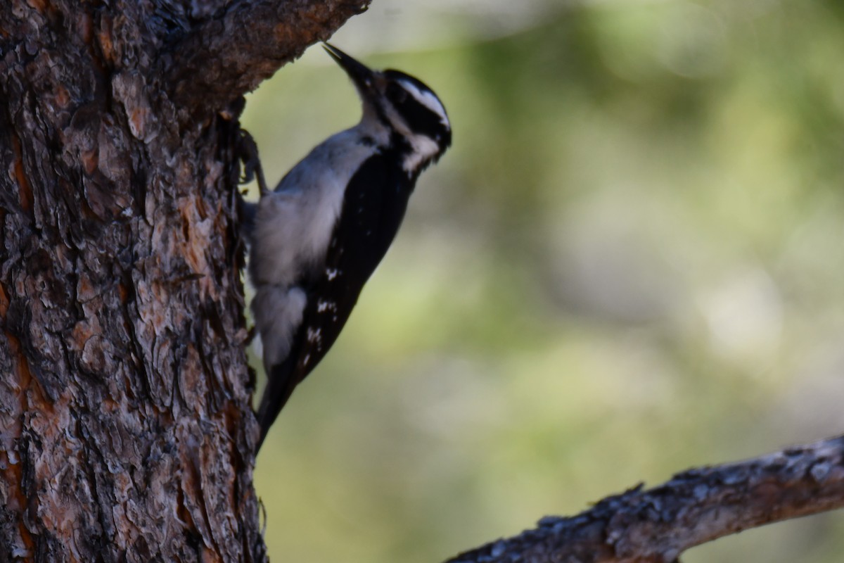 Hairy Woodpecker - ML638655932