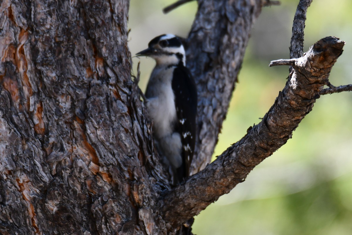 Hairy Woodpecker - ML638655933