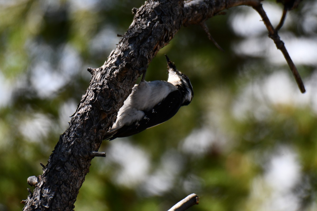 Hairy Woodpecker - ML638655934