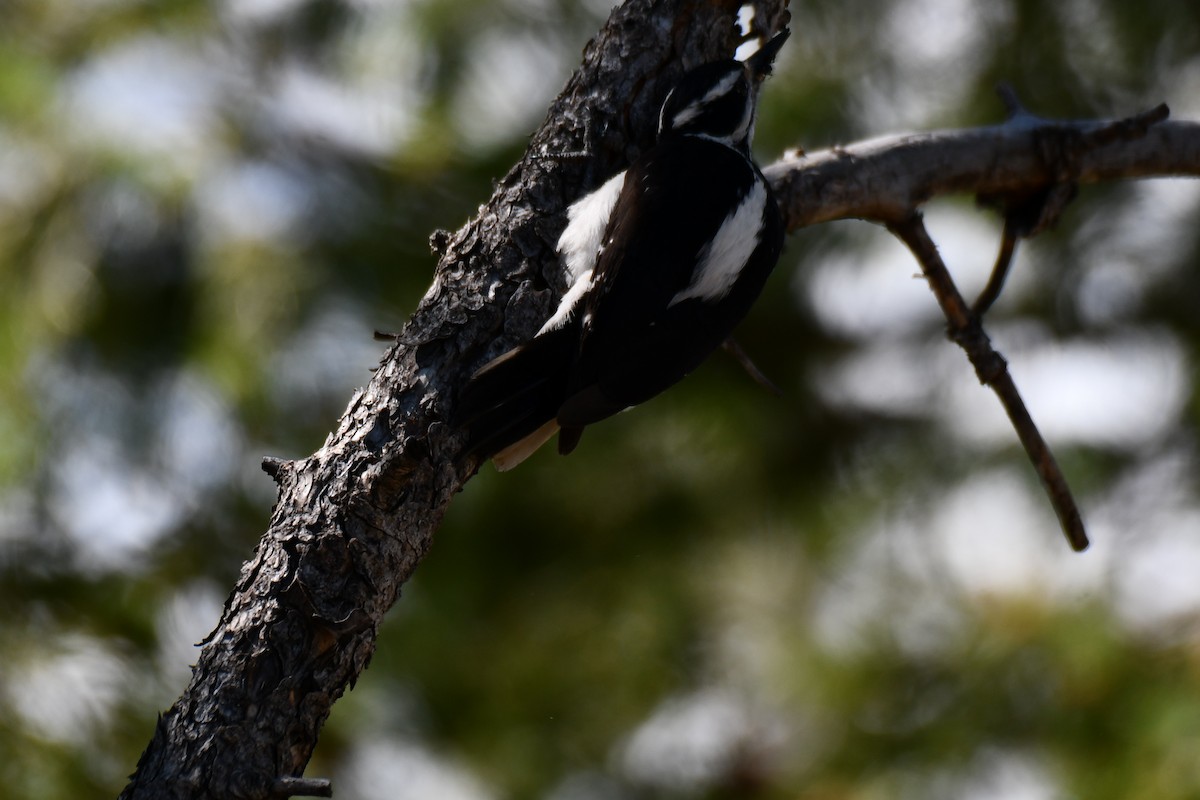 Hairy Woodpecker - ML638655935