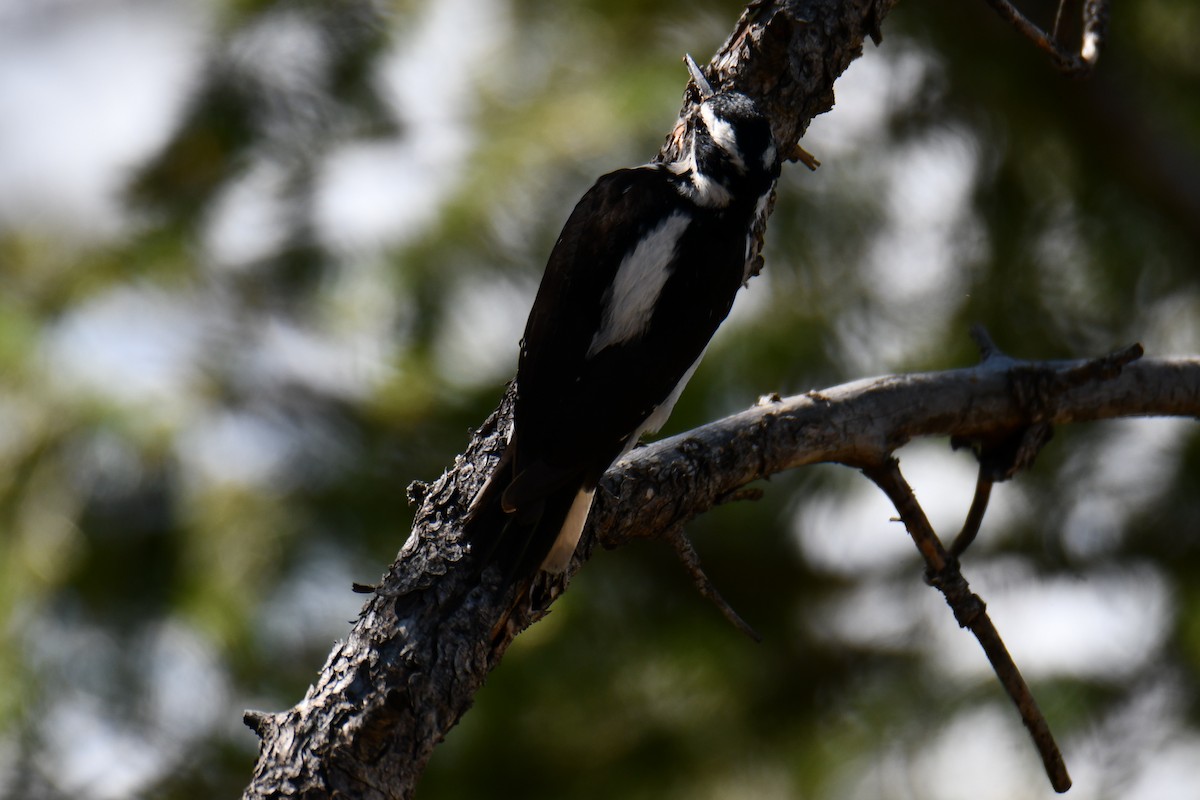 Hairy Woodpecker - ML638655936