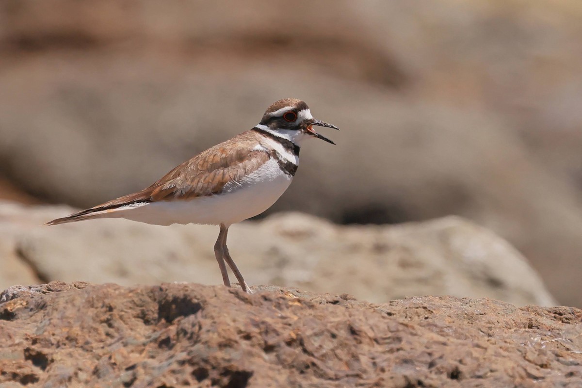 Killdeer - ML638655937