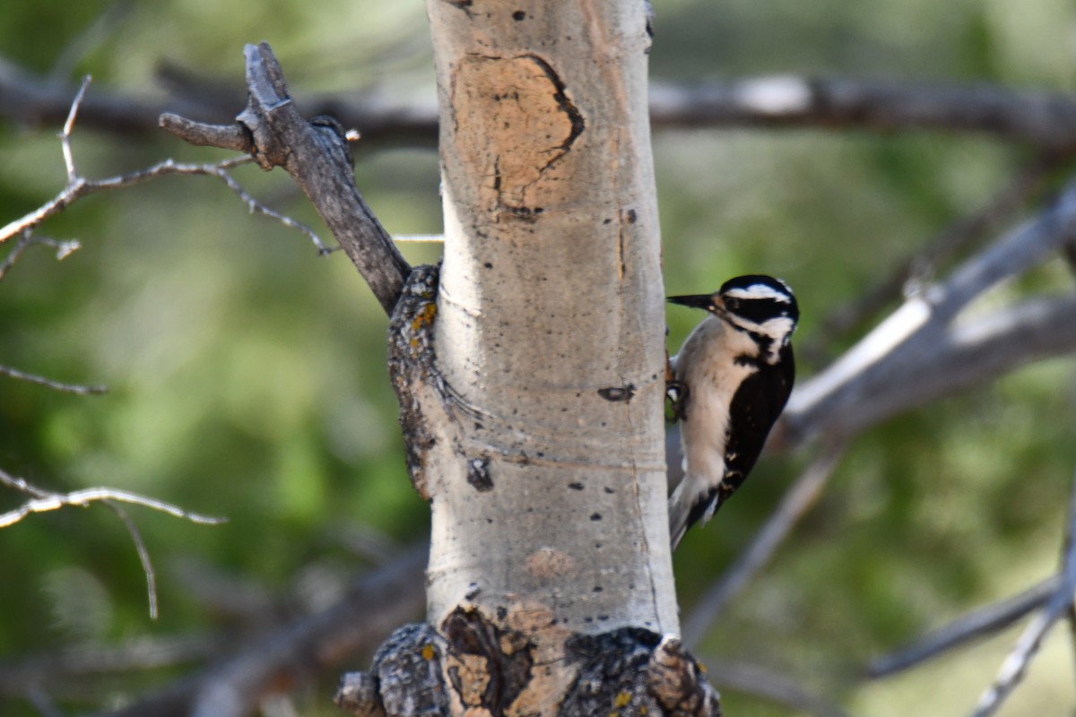 Hairy Woodpecker - ML638655938