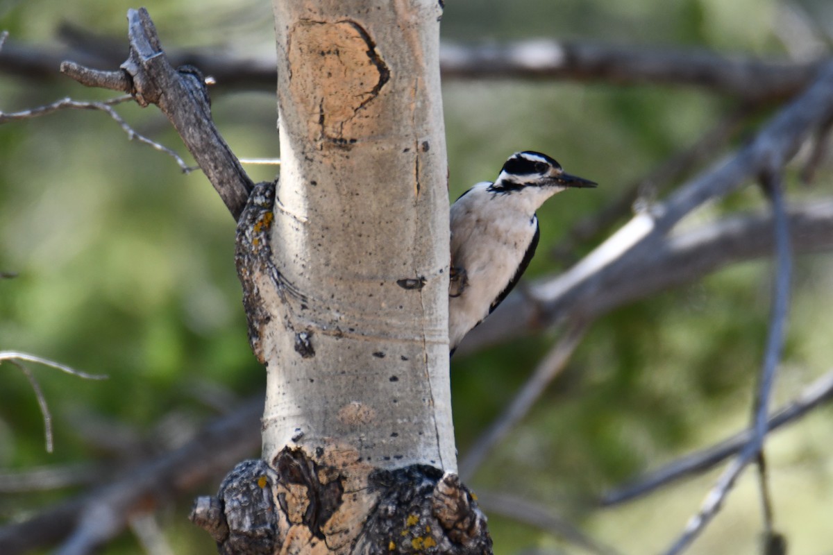 Hairy Woodpecker - ML638655939