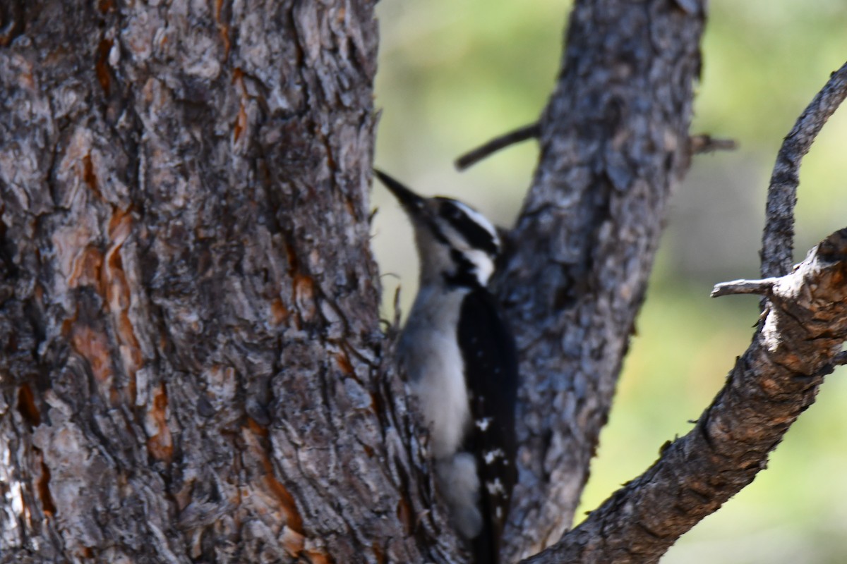 Hairy Woodpecker - ML638655940