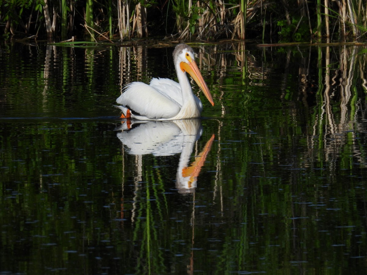 American White Pelican - ML638655946