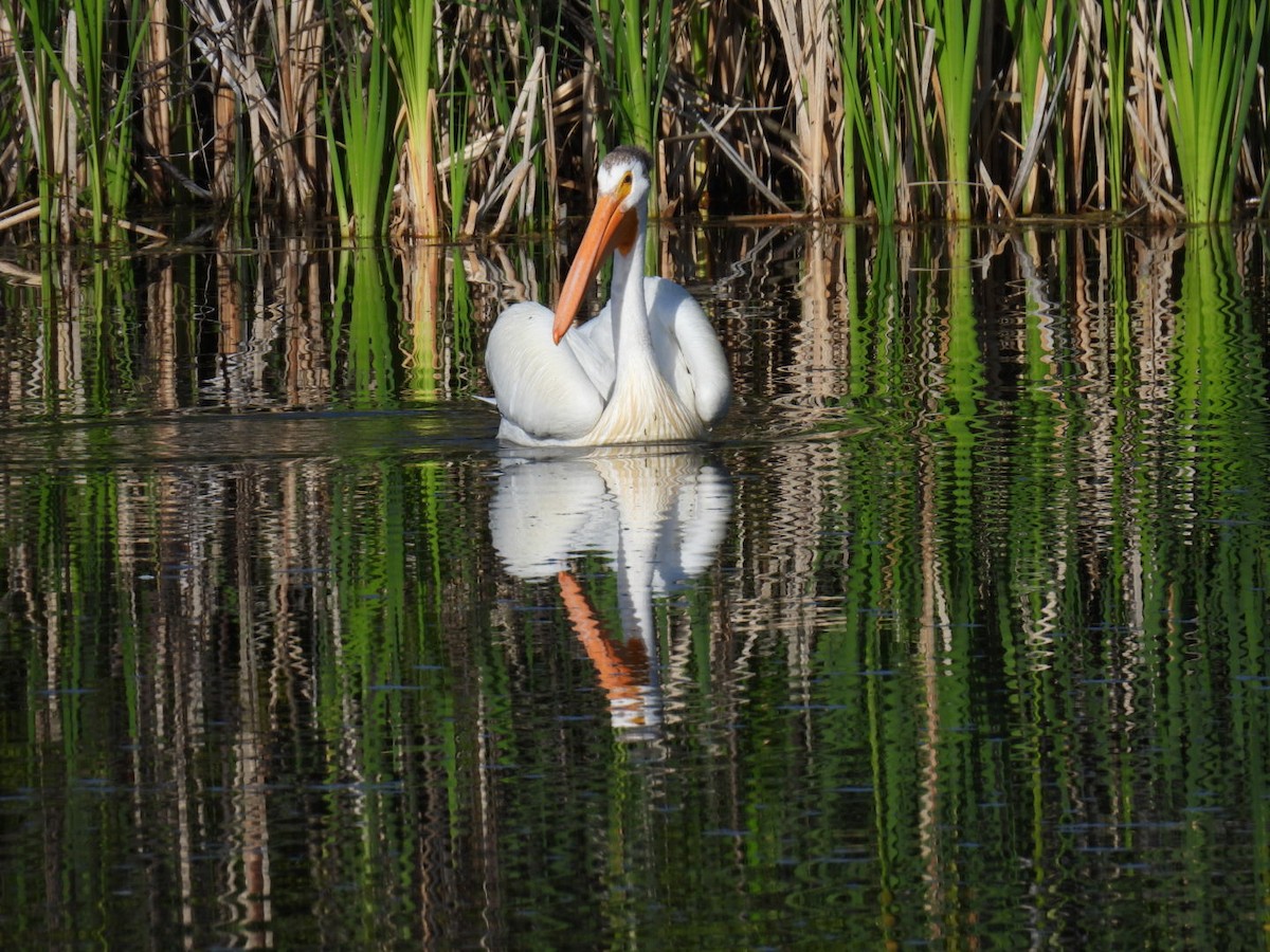 American White Pelican - ML638655947