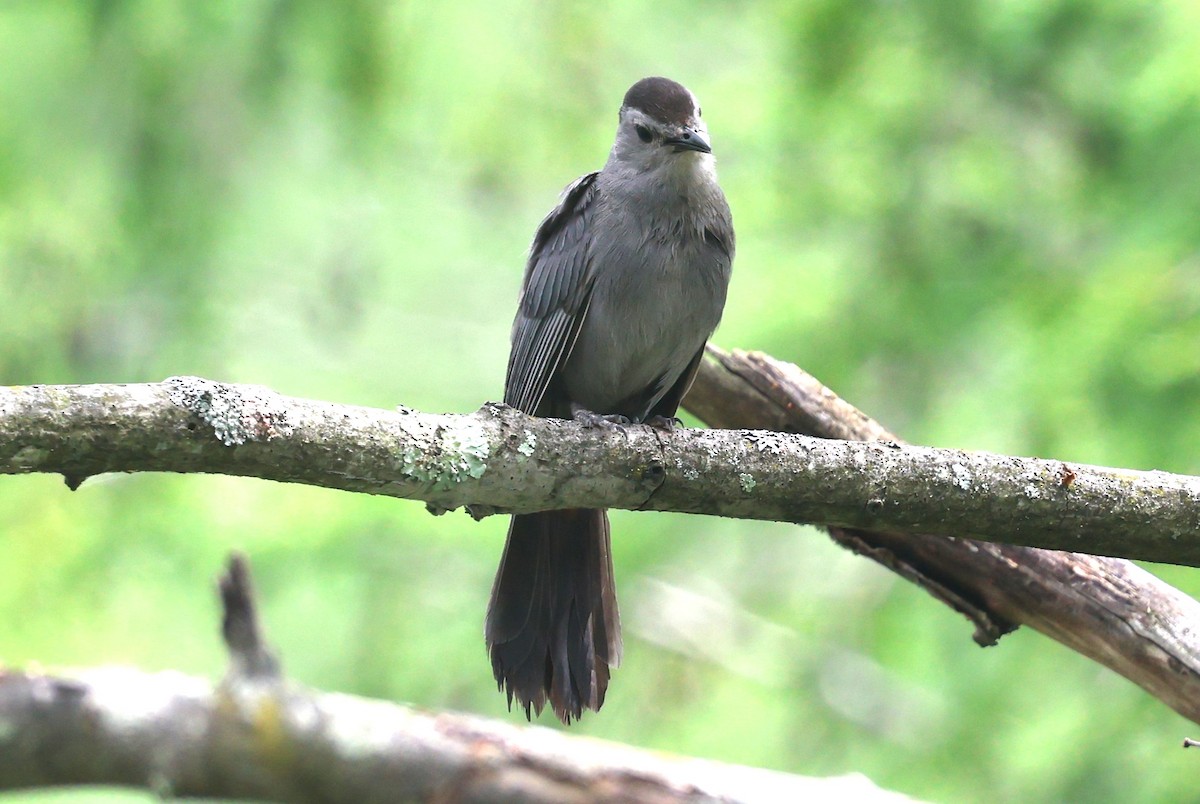 Gray Catbird - ML638655973
