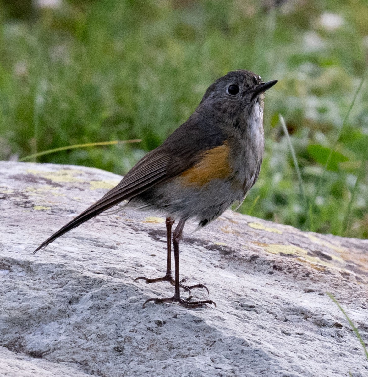 Himalayan Bluetail - ML638655984