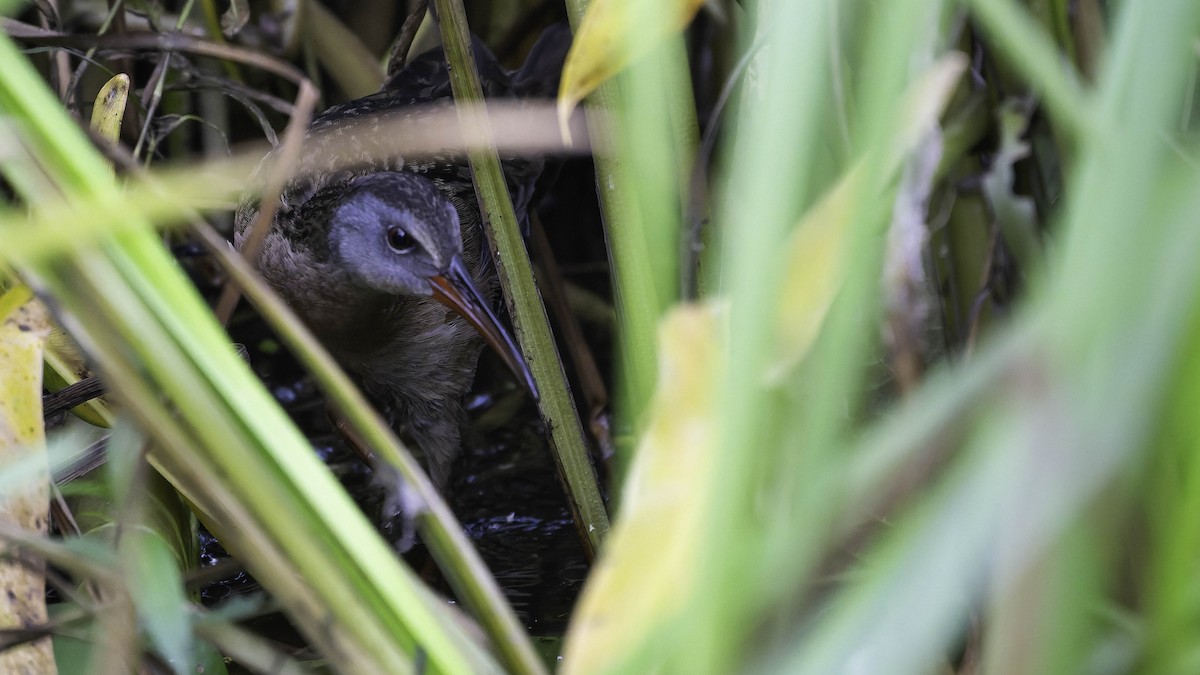 Virginia Rail - ML638655995