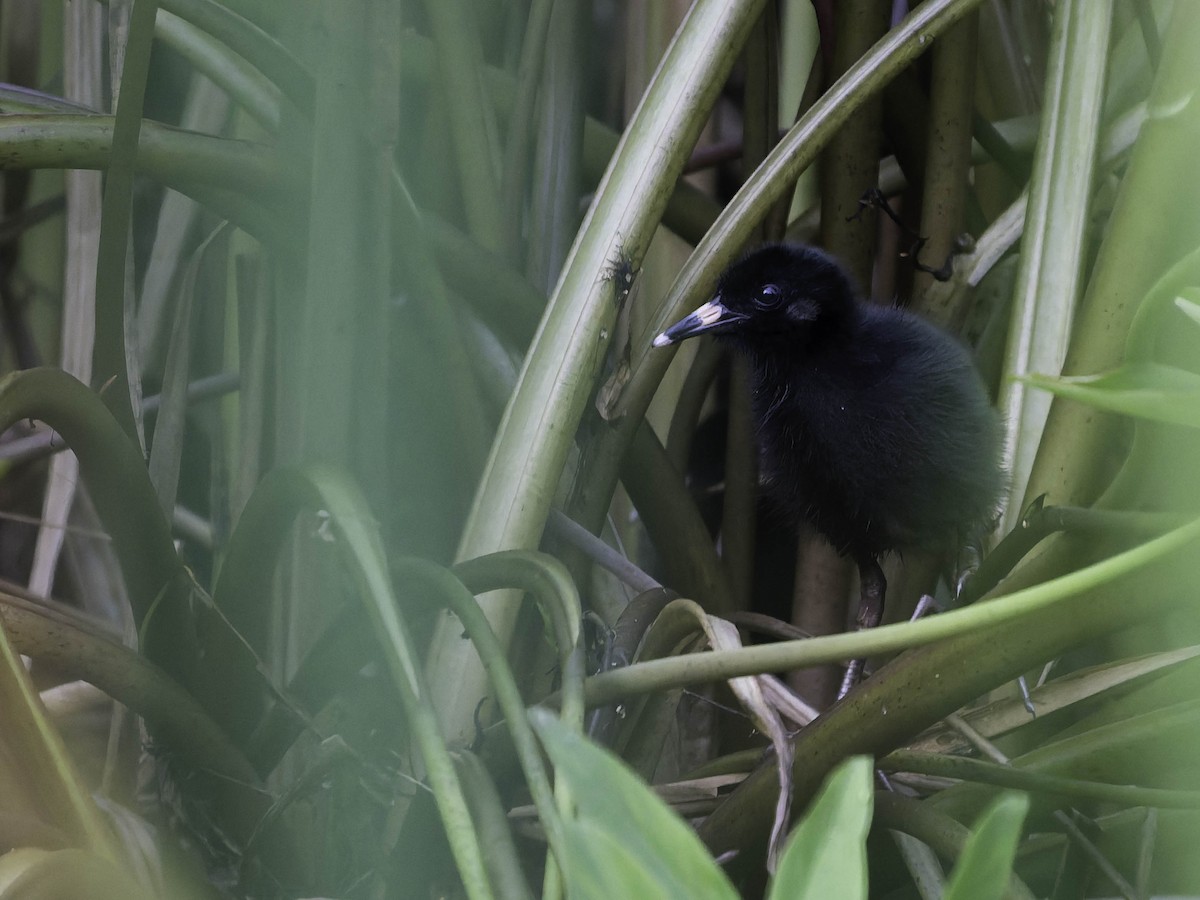 Virginia Rail - ML638655996