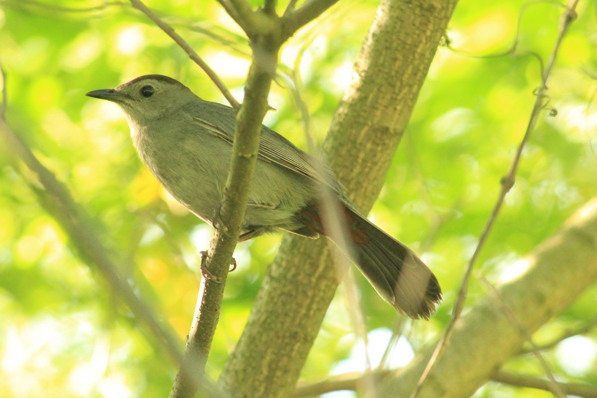 Gray Catbird - ML638656012