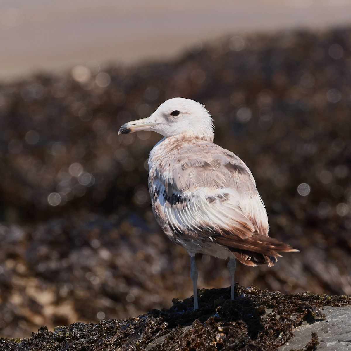 California Gull - ML638656053