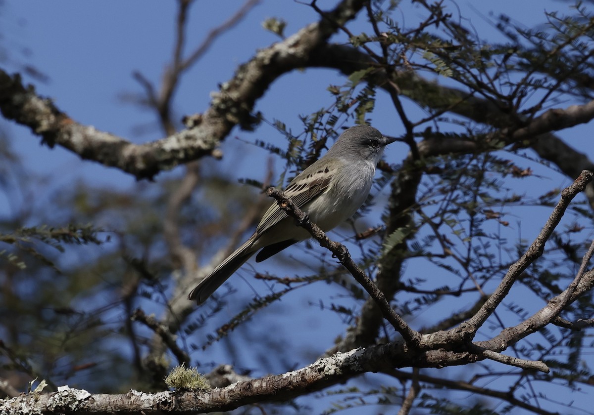 Suiriri Flycatcher - ML638656078
