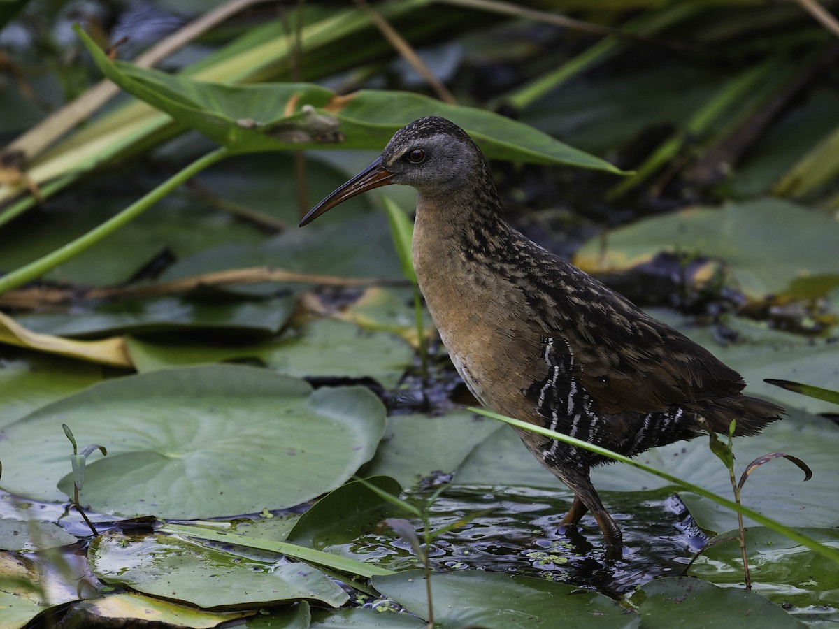 Virginia Rail - ML638656081