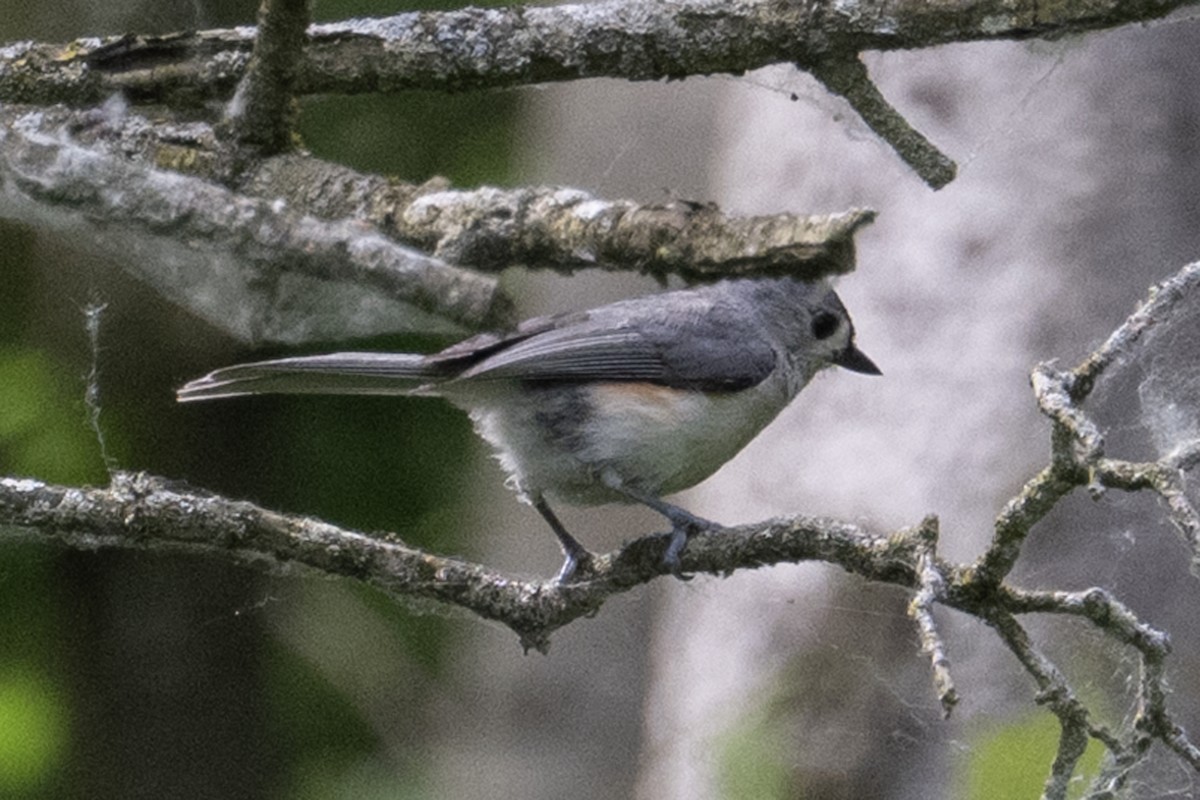 Tufted Titmouse - ML638656082