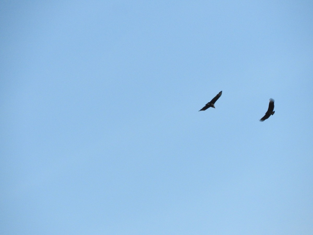 Black Vulture - ML638656084