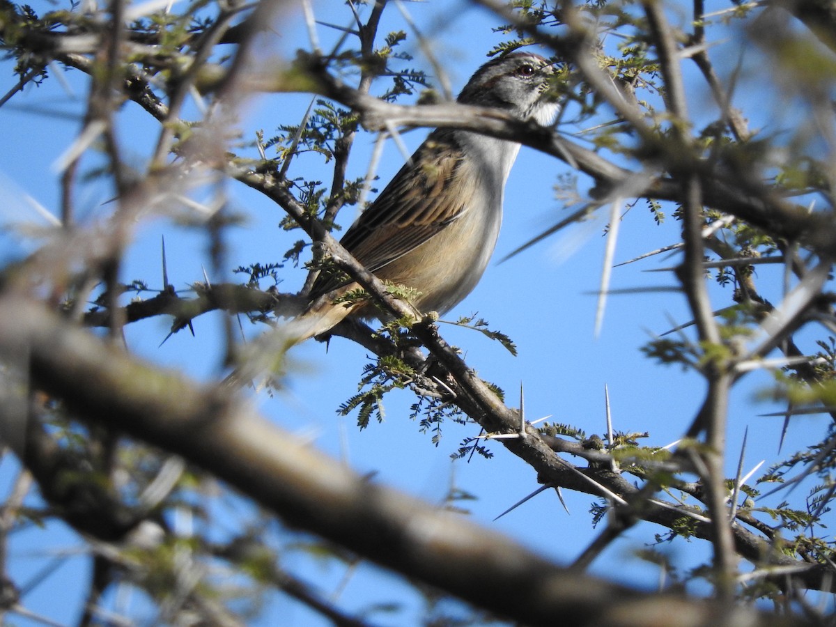 Chaco Sparrow - ML638656099