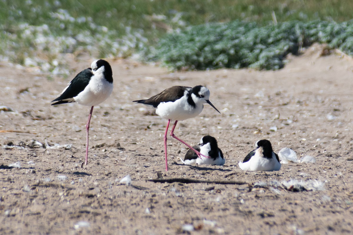 Black-necked Stilt - ML638656141