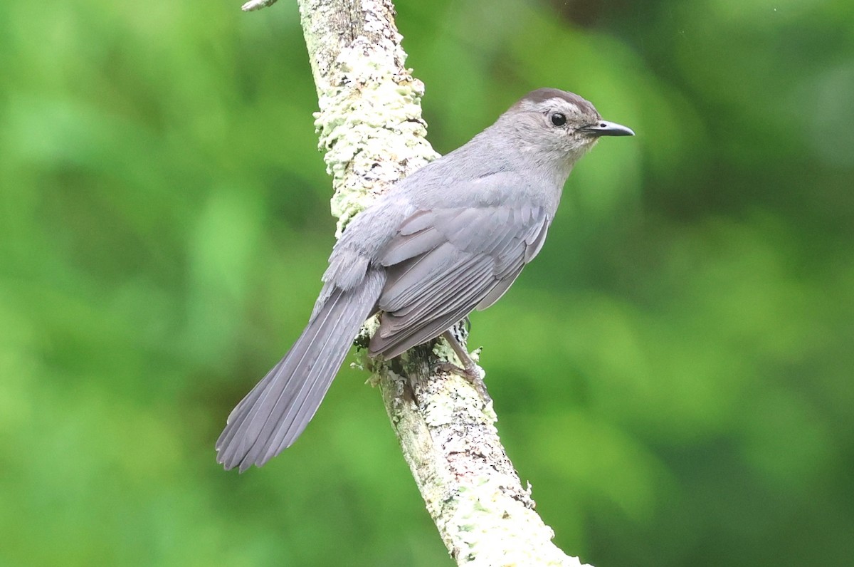 Gray Catbird - ML638656181