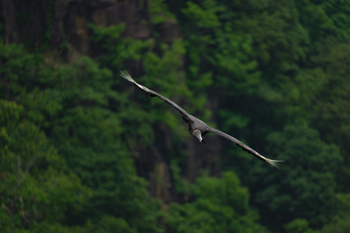 Black Vulture - ML638656182