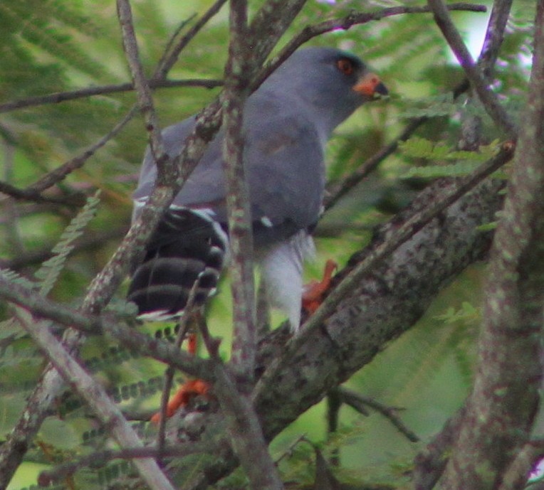 Gabar Goshawk - ML638656184