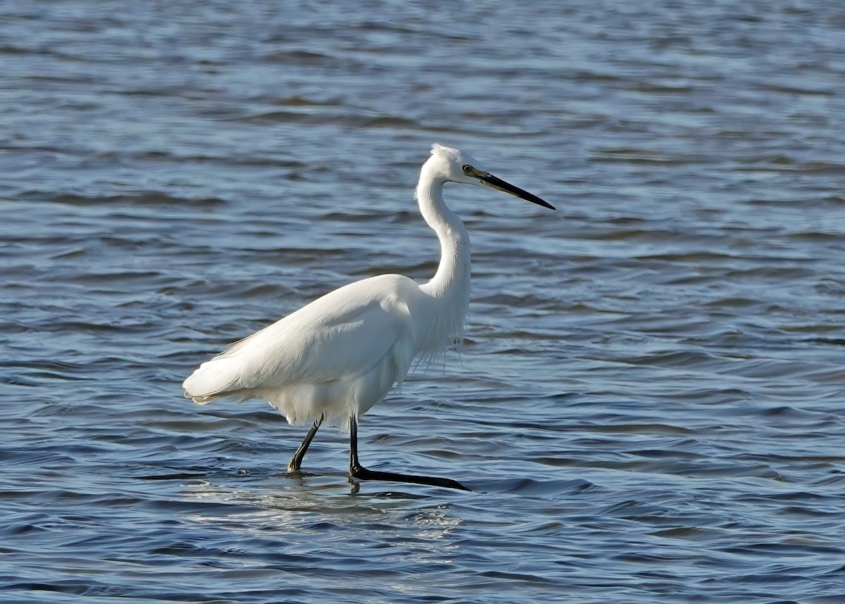 小白鷺 - ML638656192