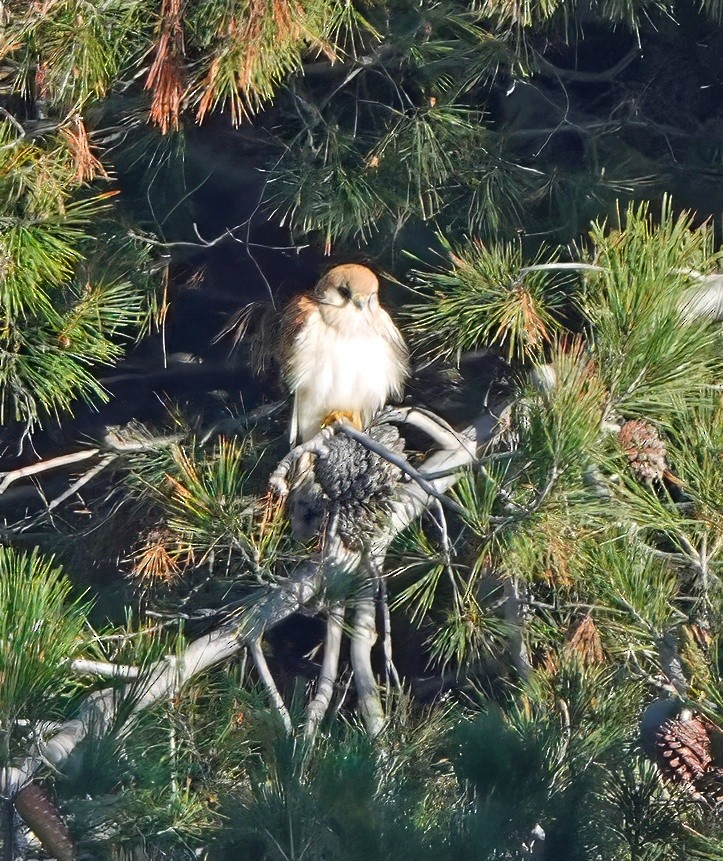 Nankeen Kestrel - ML638656197