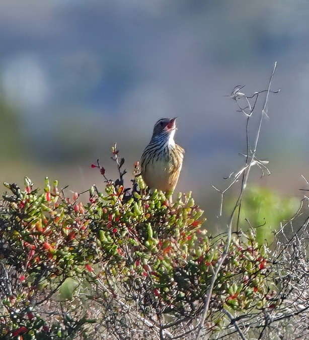 Striated Fieldwren - ML638656200