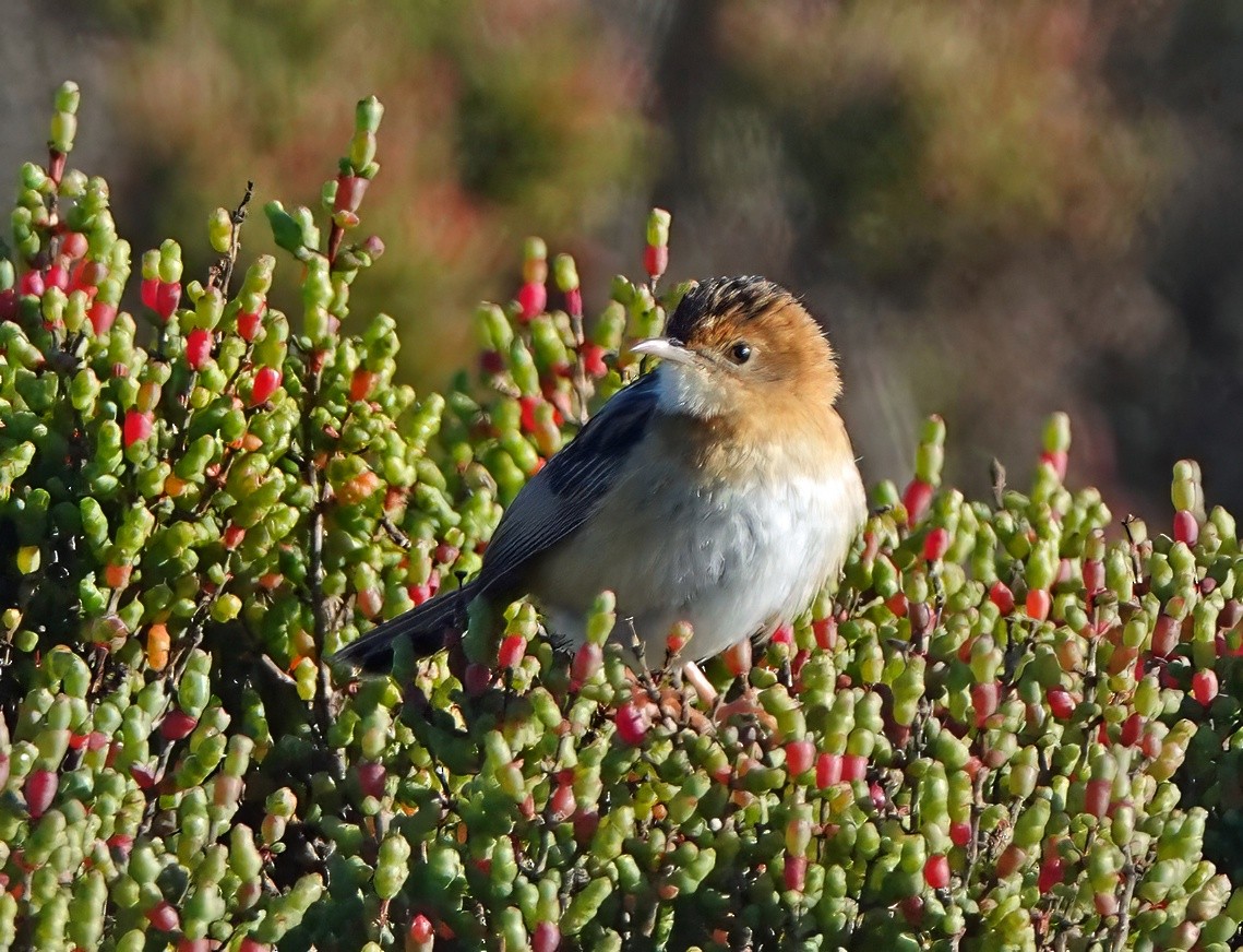 黃頭扇尾鶯 - ML638656214