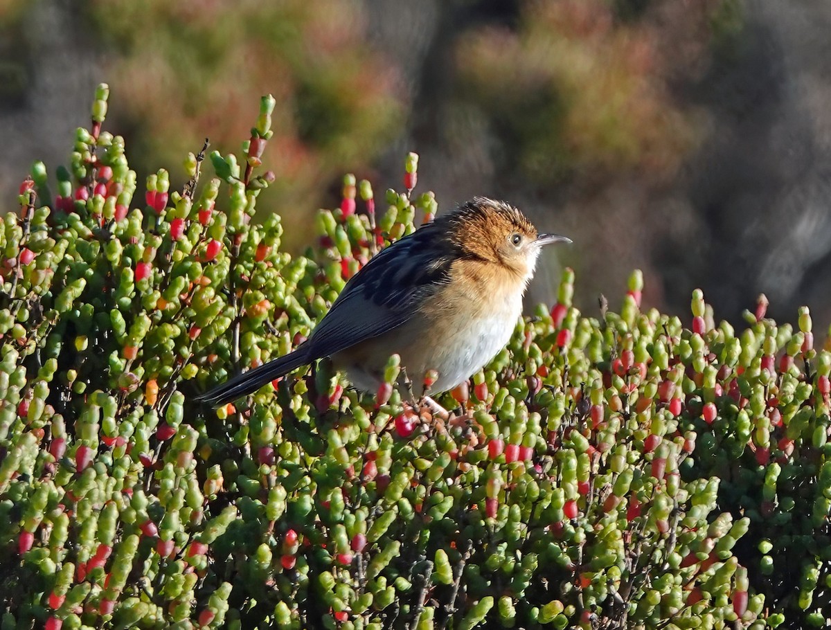 黃頭扇尾鶯 - ML638656215