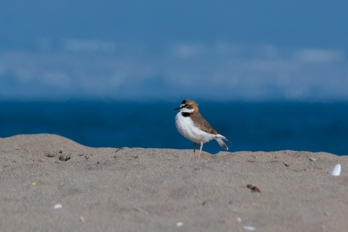 Collared Plover - ML638656252